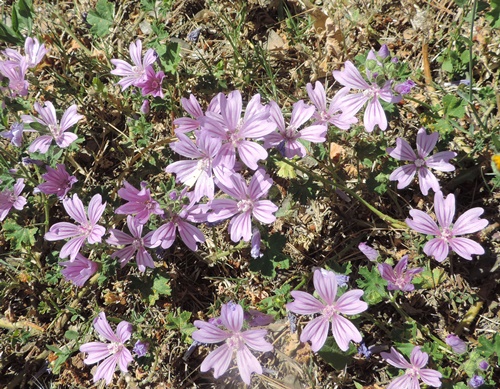 nel mio giardino - Malva sylvestris